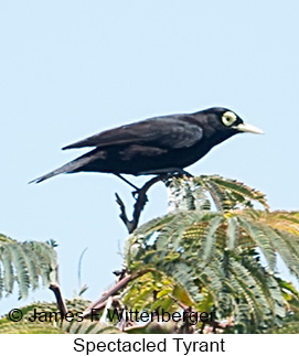 Spectacled Tyrant - © James F Wittenberger and Exotic Birding LLC Spectacled Tyrant - © James F Wittenberger and Exotic Birding LLC