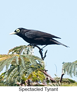 Spectacled Tyrant - © James F Wittenberger and Exotic Birding LLC