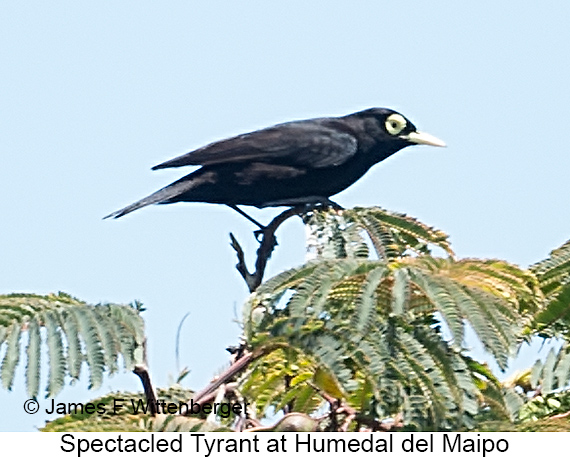 Spectacled Tyrant - © James F Wittenberger and Exotic Birding LLC Spectacled Tyrant - © James F Wittenberger and Exotic Birding LLC