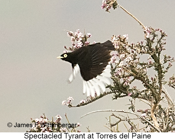 Spectacled Tyrant - © James F Wittenberger and Exotic Birding LLC Spectacled Tyrant - © James F Wittenberger and Exotic Birding LLC