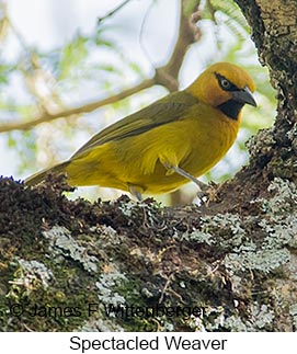 Spectacled Weaver - © James F Wittenberger and Exotic Birding LLC Spectacled Weaver - © James F Wittenberger and Exotic Birding LLC
