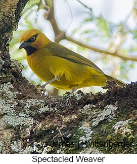 Spectacled Weaver - © James F Wittenberger and Exotic Birding LLC Spectacled Weaver - © James F Wittenberger and Exotic Birding LLC