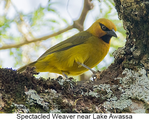 Spectacled Weaver - © James F Wittenberger and Exotic Birding LLC