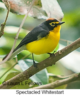 Spectacled Redstart - © Laura L Fellows and Exotic Birding LLC