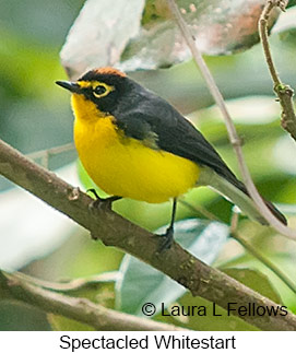 Spectacled Redstart - © Laura L Fellows and Exotic Birding LLC