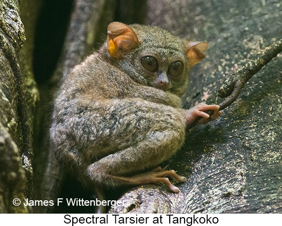 Spectral Tarsier - © James F Wittenberger and Exotic Birding LLC