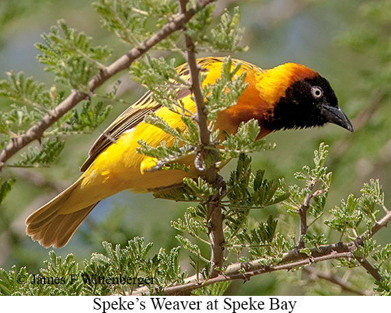 Speke's Weaver - © James F Wittenberger and Exotic Birding LLC