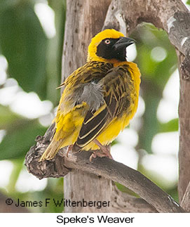 Speke's Weaver - © James F Wittenberger and Exotic Birding LLC