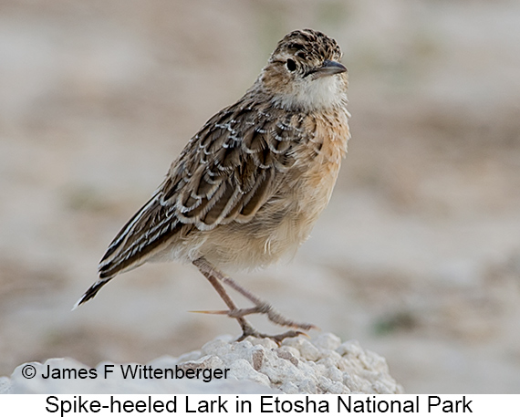 Spike-heeled Lark - © James F Wittenberger and Exotic Birding LLC