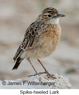 Spike-heeled Lark - © James F Wittenberger and Exotic Birding LLC