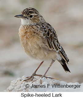 Spike-heeled Lark - © James F Wittenberger and Exotic Birding LLC