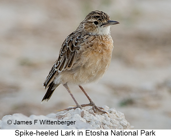Spike-heeled Lark - © James F Wittenberger and Exotic Birding LLC Spike-heeled Lark - © James F Wittenberger and Exotic Birding LLC