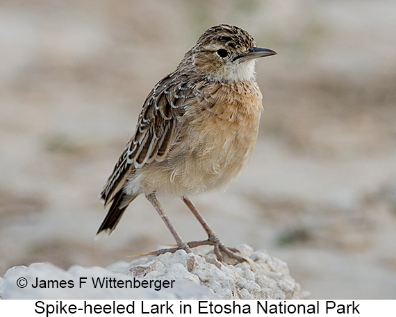 Spike-heeled Lark - © James F Wittenberger and Exotic Birding LLC