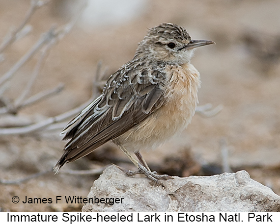 Spike-heeled Lark - © James F Wittenberger and Exotic Birding LLC