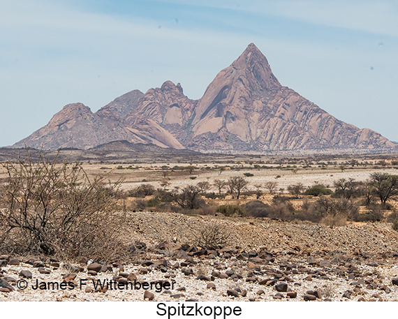 Spitzkoppe - © James F Wittenberger and Exotic Birding LLC Spitzkoppe - © James F Wittenberger and Exotic Birding LLC