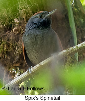 Spix's Spinetail - © Laura L Fellows and Exotic Birding LLC