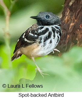 Spot-backed Antbird - © Laura L Fellows and Exotic Birding LLC