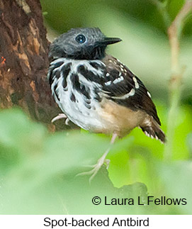 Spot-backed Antbird - © Laura L Fellows and Exotic Birding LLC Spot-backed Antbird - © Laura L Fellows and Exotic Birding LLC
