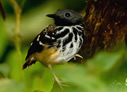 Spot-backed Antbird - © Laura L Fellows and Exotic Birding LLC