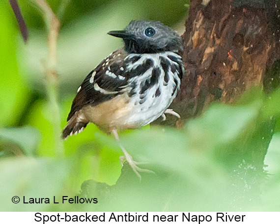 Spot-backed Antbird - © Laura L Fellows and Exotic Birding LLC Spot-backed Antbird - © Laura L Fellows and Exotic Birding LLC