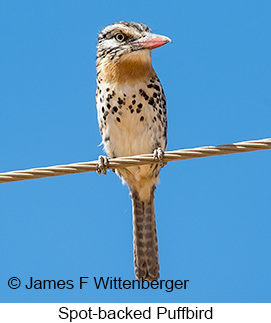 Spot-backed Puffbird - © James F Wittenberger and Exotic Birding LLC