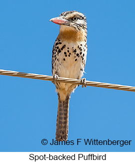 Spot-backed Puffbird - © James F Wittenberger and Exotic Birding LLC