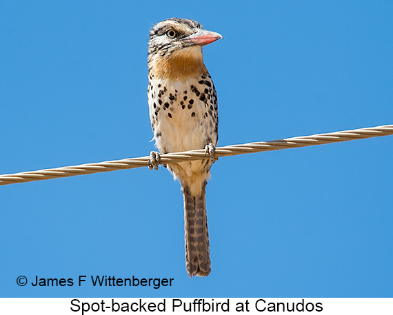 Spot-backed Puffbird - © James F Wittenberger and Exotic Birding LLC