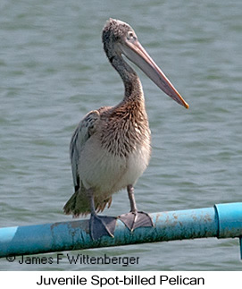Spot-billed Pelican - © James F Wittenberger and Exotic Birding LLC