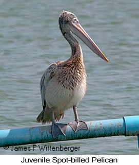 Spot-billed Pelican - &copy; James F Wittenberger and Exotic Birding LLC