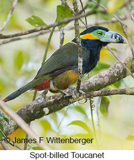 Spot-billed Toucanet - © James F Wittenberger and Exotic Birding LLC Spot-billed Toucanet - © James F Wittenberger and Exotic Birding LLC