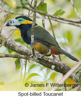 Spot-billed Toucanet - © James F Wittenberger and Exotic Birding LLC