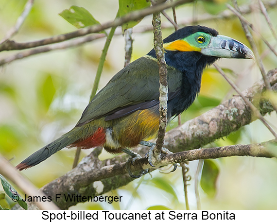 Spot-billed Toucanet - © James F Wittenberger and Exotic Birding LLC