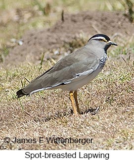 Spot-breasted Lapwing - &copy; James F Wittenberger and Exotic Birding LLC