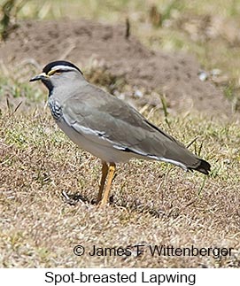 Spot-breasted Lapwing - © James F Wittenberger and Exotic Birding LLC Spot-breasted Lapwing - © James F Wittenberger and Exotic Birding LLC