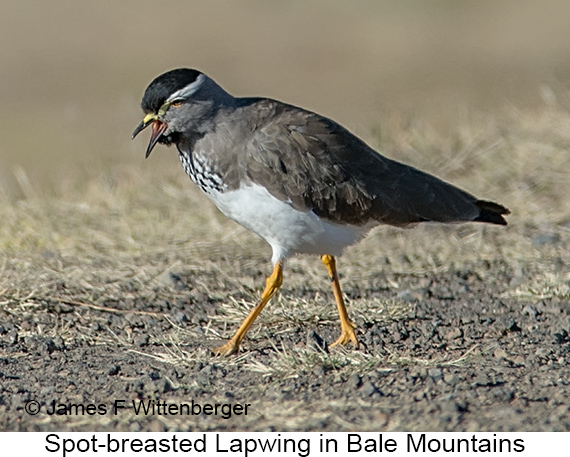 Spot-breasted Lapwing - © James F Wittenberger and Exotic Birding LLC Spot-breasted Lapwing - © James F Wittenberger and Exotic Birding LLC