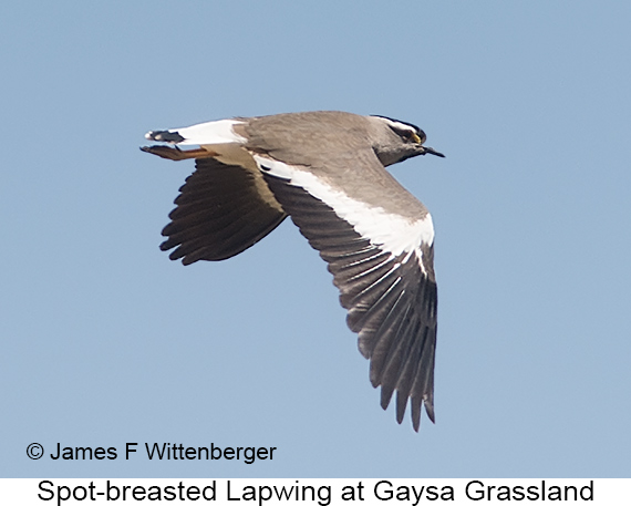 Spot-breasted Lapwing - © James F Wittenberger and Exotic Birding LLC
