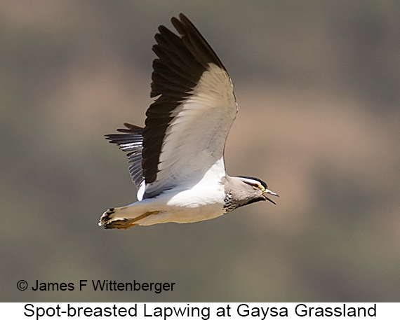 Spot-breasted Lapwing - © James F Wittenberger and Exotic Birding LLC