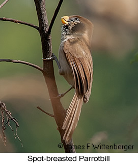 Spot-breasted Parrotbill - © James F Wittenberger and Exotic Birding LLC