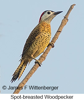 Spot-breasted Woodpecker - © James F Wittenberger and Exotic Birding LLC