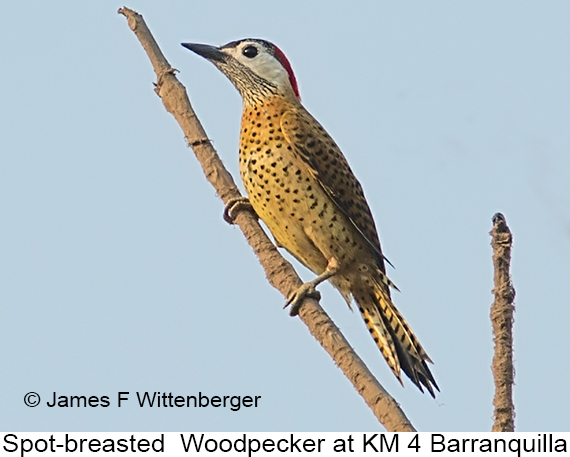Spot-breasted Woodpecker - © James F Wittenberger and Exotic Birding LLC Spot-breasted Woodpecker - © James F Wittenberger and Exotic Birding LLC