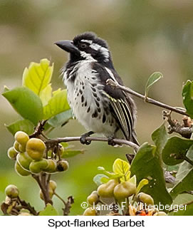 Spot-flanked Barbet - © James F Wittenberger and Exotic Birding LLC Spot-flanked Barbet - © James F Wittenberger and Exotic Birding LLC