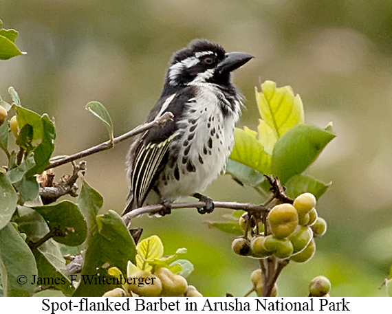 Spot-flanked Barbet - © James F Wittenberger and Exotic Birding LLC