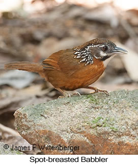 Spot-necked Babbler - © James F Wittenberger and Exotic Birding LLC