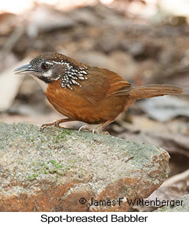 Spot-necked Babbler - © James F Wittenberger and Exotic Birding LLC