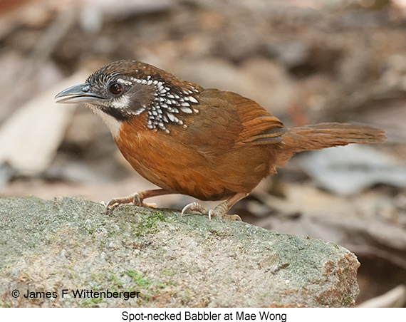 Spot-necked Babbler - © James F Wittenberger and Exotic Birding LLC