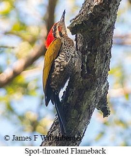 Spot-throated Flameback - © James F Wittenberger and Exotic Birding LLC