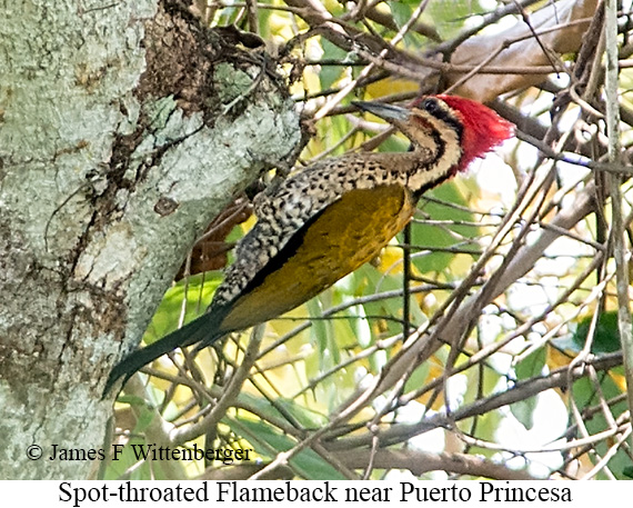 Spot-throated Flameback - © James F Wittenberger and Exotic Birding LLC