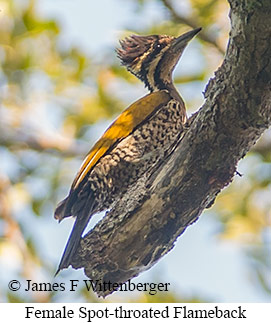 Spot-throated Flameback - &copy; James F Wittenberger and Exotic Birding LLC