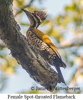 Spot-throated Flameback - © James F Wittenberger and Exotic Birding LLC