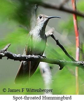 Spot-throated Hummingbird - &copy; James F Wittenberger and Exotic Birding LLC